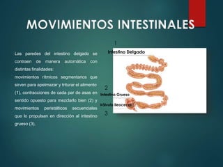 Las paredes del intestino delgado se
contraen de manera automática con
distintas finalidades:
movimientos rítmicos segmentarios que
sirven para apelmazar y triturar el alimento
(1), contracciones de cada par de asas en
sentido opuesto para mezclarlo bien (2) y
movimientos peristálticos secuenciales
que lo propulsan en dirección al intestino
grueso (3).
Intestino Delgado
Intestino Grueso
Válvula ileocecal
MOVIMIENTOS INTESTINALES
1
2
3
 