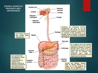 Es la mayor víscera
del cuerpo pesa
1500 gramos
Es un órgano hueco de paredes
musculosas que cuenta con dos
aberturas: la superior, y la inferior,
llamada píloro, actúa como una
válvula que permanece cerrada
hasta que el alimento está
preparado para seguir su
recorrido y entonces se abre para
dejarlo pasar al duodeno.
Conducto de naturaleza músculo
membranoso de unos 25 cm de
longitud que está situado por delante
de la columna vertebral y cuya función
es conducir el bolo alimenticio y los
líquidos desde la faringe al estómago
mediante los movimientos peristálticos
de su pared.
Porción del intestino, situada
entre la válvula pilórica y el
ciego, en el que continúa el
proceso de la digestión y se
absorben los principios nutritivos.
Es la parte final del
tubo digestivo, donde
se almacenan
temporalmente los
residuos de la
digestión mientras se
preparan los desechos
que, finalmente, son
eliminados al exterior.
SISTEMA DIGESTIVO
ÓRGANOS MÁS
IMPORTANTES
 
