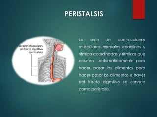 PERISTALSIS
La serie de contracciones
musculares normales coordinas y
rítmica coordinadas y rítmicas que
ocurren automáticamente para
hacer pasar los alimentos para
hacer pasar los alimentos a través
del tracto digestivo se conoce
como peristalsis.
 