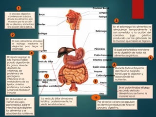 Por el recto y el ano se expulsan
los detritus o residuos de todo el
proceso digestivo.
Durante todo el trayecto
del intestino delgado
tiene lugar la digestión y
absorción de los
nutrientes.
El proceso digestivo
comienza en la boca,
donde los alimentos son
triturados por la acción
de los dientes y sometidos
a la acción de la saliva.
1 Cavidad Bucal
Lengua
Faringe
Estómago
Páncreas
Colón transverso
Intestino delgado
Colón descendente
Yeyuno
Recto
Colón sigmoideo
3
2
Boca
Dientes
Esófago
Hígado
Vesícula biliar
Duodeno
9
8
7
10
Ano
Colón ascendente
Ileón
Apéndice vermiforme
El bolo alimenticio atraviesa
el esófago mediante la
deglución para llegar al
estómago
En el estómago los alimentos se
almacenan temporalmente y
son sometidos a la acción del
corrosivo jugo gástrico
producido por las glándulas de
la mucosa que tapiza el órgano.
El hígado segrega la
bilis imprescindible
para la digestión de
las grasas, sirve de
depósito de
vitaminas, de
proteínas y de
glucógeno,
interviene en el
metabolismo de los
lípidos, sintetiza
proteínas y convierte
sustancias tóxicas en
inocuas
La vesícula biliar almacena
la bilis y, posteriormente, la
vierte en el duodeno.
5
El jugo pancreático interviene
en la digestión de todos los
alimentos orgánicos.
6
En el duodeno se
vierten los jugos
pancreático, biliar e
intestinal que digieren
los alimentos y se
absorben los nutrientes
En el colon finaliza el largo
recorrido del bolo
alimenticio y se forma la
materia fecal.
4
 