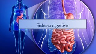 Sistema digestivo
 