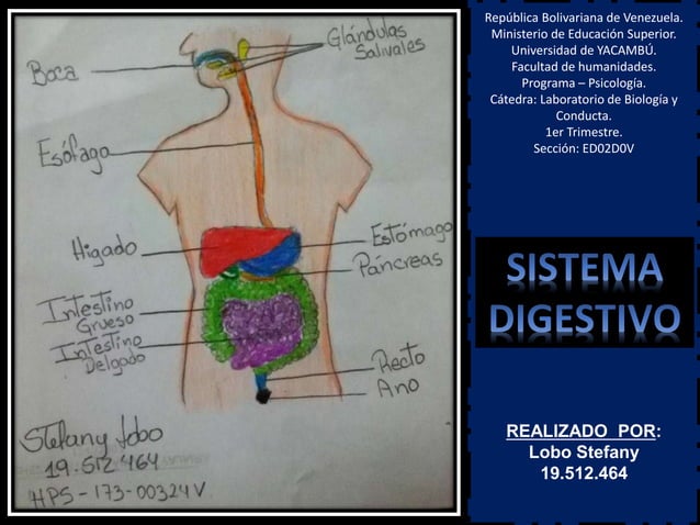 Sistema digestivo (dibujo)