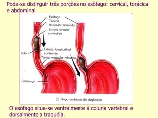 O esôfago situa-se ventralmente à coluna vertebral e dorsalmente a traquéia.  Pode-se distinguir três porções no esôfago: cervical, torácica e abdominal 