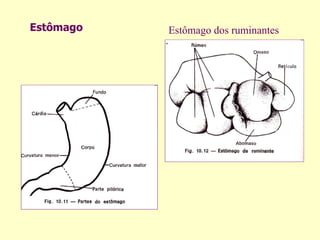 Estômago Estômago dos ruminantes 