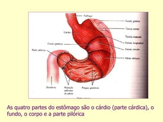 As quatro partes do estômago são o cárdio (parte cárdica), o fundo, o corpo e a parte pilórica  
