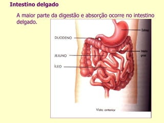 Intestino delgado A maior parte da digestão e absorção ocorre no intestino delgado. 