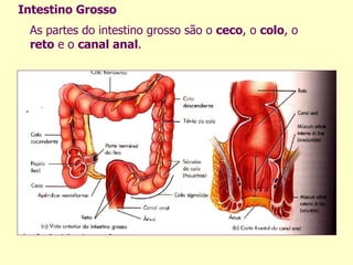 As partes do intestino grosso são o  ceco , o  colo , o  reto  e o  canal anal . Intestino Grosso 