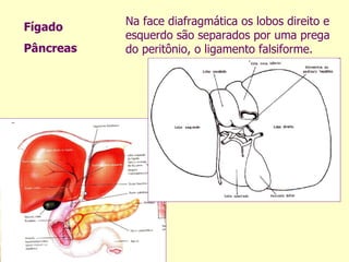 Na face diafragmática os lobos direito e esquerdo são separados por uma prega do peritônio, o ligamento falsiforme.  Fígado Pâncreas 