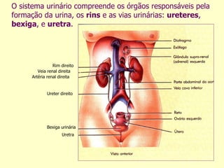 O sistema urinário compreende os órgãos responsáveis pela formação da urina, os  rins  e as vias urinárias:  ureteres ,  bexiga , e  uretra . Rim direito Veia renal direita Artéria renal direita Ureter direito Bexiga urinária Uretra 