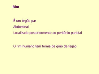 Rim É um órgão par Abdominal Localizado posteriormente ao peritônio parietal O rim humano tem forma de grão de feijão 