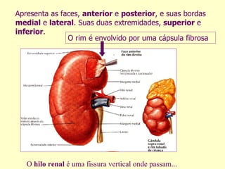 Apresenta as faces,  anterior  e  posterior , e suas bordas  medial  e  lateral . Suas duas extremidades,  superior  e  inferior . O rim é envolvido por uma cápsula fibrosa O  hilo renal  é uma fissura vertical onde passam... 