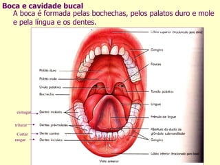 Boca e cavidade bucal A boca é formada pelas bochechas, pelos palatos duro e mole e pela língua e os dentes. Cortar   rasgar triturar esmagar 