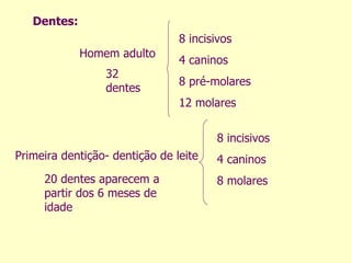 Dentes: Homem adulto 32 dentes 8 incisivos 4 caninos 8 pré-molares 12 molares Primeira dentição- dentição de leite 20 dentes aparecem a partir dos 6 meses de idade 8 incisivos 4 caninos 8 molares 