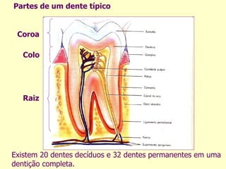 Partes de um dente típico Existem 20 dentes decíduos e 32 dentes permanentes em uma dentição completa. Coroa Colo Raiz 