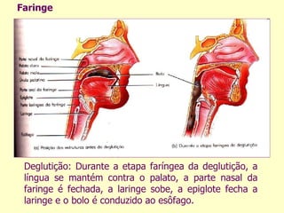 Deglutição: Durante a etapa faríngea da deglutição, a língua se mantém contra o palato, a parte nasal da faringe é fechada, a laringe sobe, a epiglote fecha a laringe e o bolo é conduzido ao esôfago. Faringe 