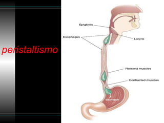 peristaltismo
 