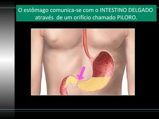O estômago comunica-se com o INTESTINO DELGADO
      através de um orifício chamado PILORO.
 
