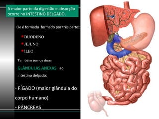 A maior parte da digestão e absorção
ocorre no INTESTINO DELGADO.

    Ele é formado formado por três partes:

         DUODENO
         JEJUNO
         ÍLEO

     Também temos duas
     GLÂNDULAS ANEXAS ao
     intestino delgado:


   - FÍGADO (maior glândula do
   corpo humano)
   - PÂNCREAS
 