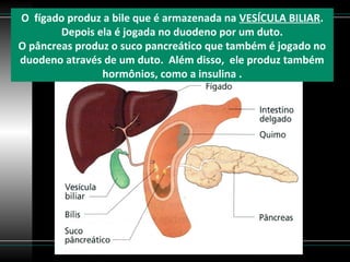 O fígado produz a bile que é armazenada na VESÍCULA BILIAR.
        Depois ela é jogada no duodeno por um duto.
O pâncreas produz o suco pancreático que também é jogado no
duodeno através de um duto. Além disso, ele produz também
                hormônios, como a insulina .
 