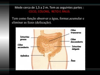 Mede cerca de 1,5 a 2 m. Tem as seguintes partes :
          CECO, CÓLONS, RETO E ÂNUS.

Tem como função absorver a água, formar,acumular e
eliminar as fezes (defecação).
 