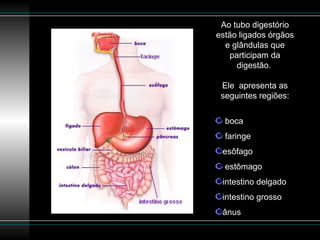 Ao tubo digestório
estão ligados órgãos
  e glândulas que
    participam da
      digestão.

 Ele apresenta as
 seguintes regiões:

  boca
  faringe
 esôfago
  estômago
 intestino delgado
 intestino grosso
 ânus
 