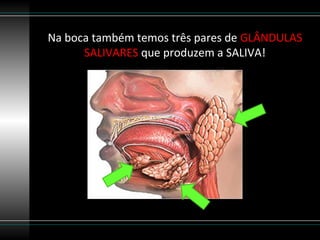 Na boca também temos três pares de GLÂNDULAS
      SALIVARES que produzem a SALIVA!
 