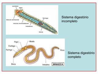 Sistema digestório
incompleto




    Sistema digestório
    completo
 