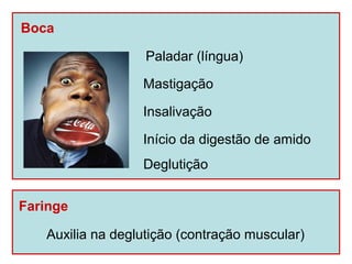 Boca

                   Paladar (língua)

                  Mastigação

                  Insalivação

                  Início da digestão de amido
                  Deglutição


Faringe

   Auxilia na deglutição (contração muscular)
 