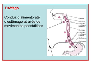 Esôfago

Conduz o alimento até
o estômago através de
movimentos peristálticos
 