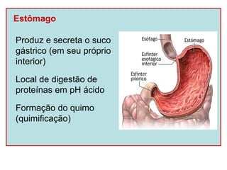 Estômago

Produz e secreta o suco
gástrico (em seu próprio
interior)

Local de digestão de
proteínas em pH ácido

Formação do quimo
(quimificação)
 