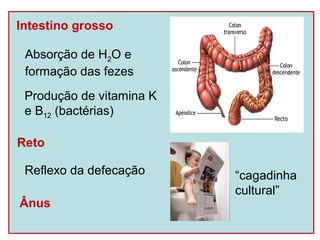 Intestino grosso

 Absorção de H2O e
 formação das fezes
 Produção de vitamina K
 e B12 (bactérias)

Reto

 Reflexo da defecação     “cagadinha
                          cultural”
Ânus
 