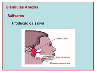 Glândulas Anexas

Salivares
   Produção da saliva
 