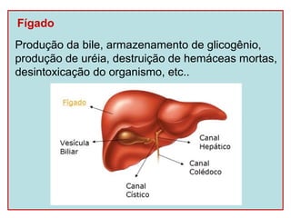 Fígado
Produção da bile, armazenamento de glicogênio,
produção de uréia, destruição de hemáceas mortas,
desintoxicação do organismo, etc..
 