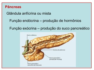 Pâncreas
Glândula anfícrina ou mista

  Função endócrina – produção de hormônios

  Função exócrina – produção do suco pancreático
 