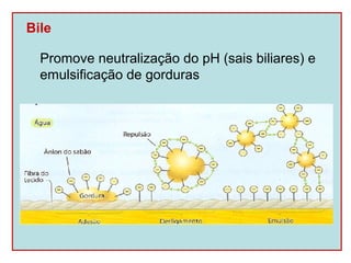 Bile

  Promove neutralização do pH (sais biliares) e
  emulsificação de gorduras
 