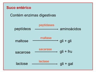 Suco entérico

 Contém enzimas digestivas

                peptidases
    peptídeos                aminoácidos

                 maltase
    maltose                  gli + gli

                sacarase
    sacarose                 gli + fru

                lactase
     lactose                 gli + gal
 