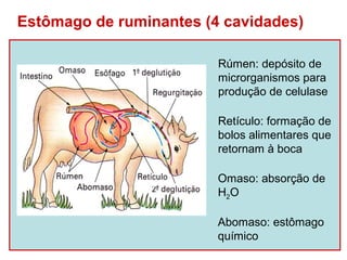 Estômago de ruminantes (4 cavidades)

                         Rúmen: depósito de
                         microrganismos para
                         produção de celulase

                         Retículo: formação de
                         bolos alimentares que
                         retornam à boca

                         Omaso: absorção de
                         H2O

                         Abomaso: estômago
                         químico
 