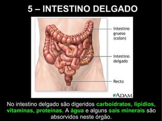 5 – INTESTINO DELGADO
No intestino delgado são digeridos carboidratos, lipídios,
vitaminas, proteínas. A água e alguns sais minerais são
absorvidos neste órgão.
 