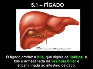 5.1 – FÍGADO
O fígado produz a bile, que digere os lipídios. A
bile é armazenada na vesícula biliar e
encaminhada ao intestino delgado.
 