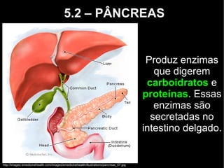 5.2 – PÂNCREAS
Produz enzimas
que digerem
carboidratos e
proteínas. Essas
enzimas são
secretadas no
intestino delgado.
http://images.emedicinehealth.com/images/emedicinehealth/illustrations/pancreas_07.jpg
 
