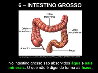 6 – INTESTINO GROSSO
No intestino grosso são absorvidos água e sais
minerais. O que não é digerido forma as fezes.
http://2.bp.blogspot.com/_i1_WtowZcFc/TMgzvkbVn2I/AAAAAAAAABo/hnQYVkfit0M/s1600/an6.PNG
 