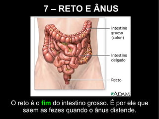 7 – RETO E ÂNUS
O reto é o fim do intestino grosso. É por ele que
saem as fezes quando o ânus distende.
 