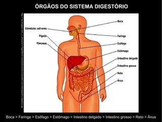 ÓRGÃOS DO SISTEMA DIGESTÓRIO
Boca > Faringe > Esôfago > Estômago > Intestino delgado > Intestino grosso > Reto > Ânus
http://1.bp.blogspot.com/_i1_WtowZcFc/TMghRikhS-I/AAAAAAAAAAw/nOz0UMdTJVI/s1600/aparelho-digestivo.jpg
 
