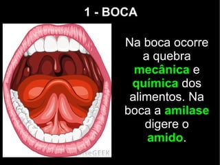 1 - BOCA
Na boca ocorre
a quebra
mecânica e
química dos
alimentos. Na
boca a amilase
digere o
amido.
 
