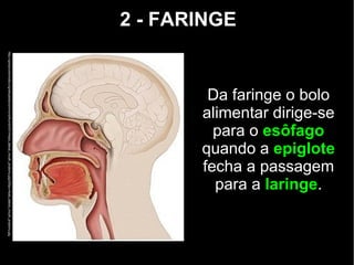 2 - FARINGE
Da faringe o bolo
alimentar dirige-se
para o esôfago
quando a epiglote
fecha a passagem
para a laringe.
http://upload.wikimedia.org/wikipedia/commons/thumb/5/51/Head_lateral_mouth_anatomy.jpg/250px-Head_lateral_mouth_anatomy.jpg
 