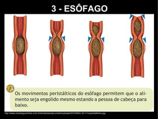 3 - ESÔFAGO
http://www.ricardogauchobio.com.br/wordpress/wp-content/uploads/2010/06/e-18-11-b-peristaltismo.jpg
 