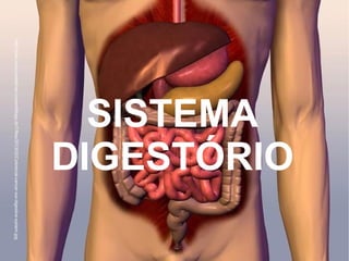 SISTEMA
DIGESTÓRIO
http://trialx.com/curetalk/wp-content/blogs.dir/7/files/2013/02/Colorectal-cancer-our-digestive-system.jpg
 