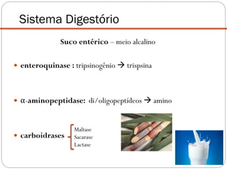 Suco entérico – meio alcalino
 enteroquinase : tripsinogênio  trispsina
 α-aminopeptidase: di/oligopeptídeos  amino
 carboidrases
Sistema Digestório
Maltase
Sacarase
Lactase
 