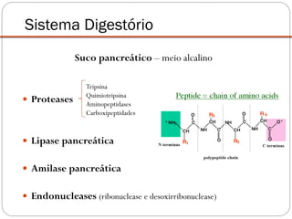 Suco pancreático – meio alcalino
 Proteases
 Lipase pancreática
 Amilase pancreática
 Endonucleases (ribonuclease e desoxirribonuclease)
Sistema Digestório
Tripsina
Quimiotripsina
Aminopeptidases
Carboxipeptidades
 
