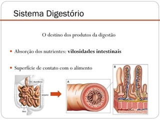 Sistema Digestório
O destino dos produtos da digestão
 Absorção dos nutrientes: vilosidades intestinais
 Superfície de contato com o alimento
 